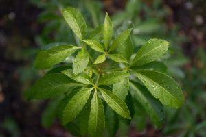 Daun pacar