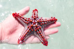 bintang laut