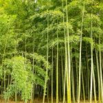 rumpun bambu