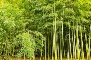 rumpun bambu